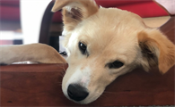 狗狗老是打嗝怎么办