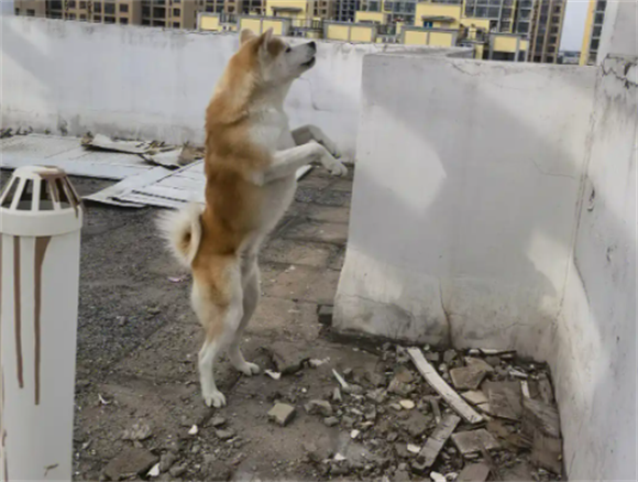 秋田犬健康防护指南：那些需要重点关注的潜在疾病