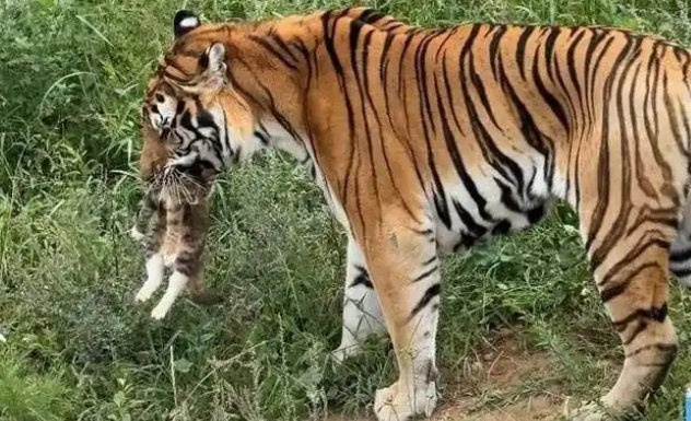 青藏高原野生动物园有老虎“撸猫”,动物园回应:可能是流浪猫 青藏高原野生动物园有老虎“撸猫”,动物园回应:可能是流浪猫