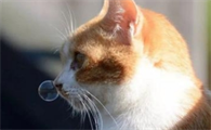 夏天猫容易感冒吗