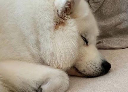 狗狗吐黄水还要继续喂食吗