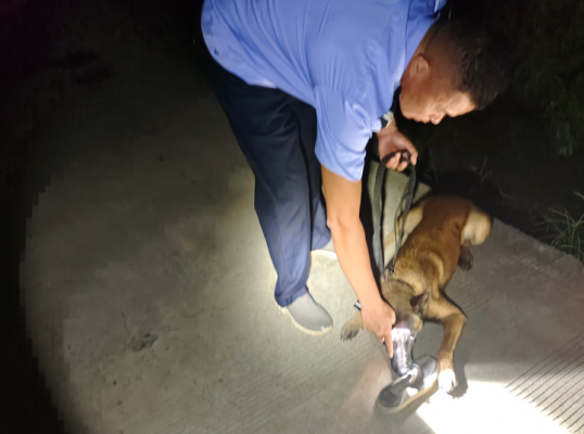 广西灌阳:警犬深夜循迹出击成功寻回走失男子 广西灌阳:警犬深夜循迹出击成功寻回走失男子