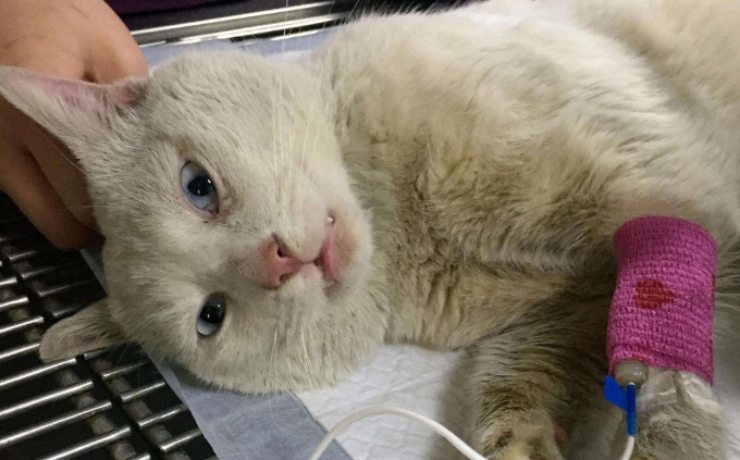 猫咪阴道炎什么症状 猫咪阴道炎什么症状