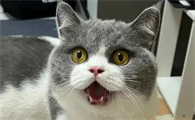猫咪哮喘是什么症状