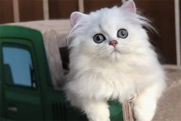 金吉拉猫：猫中“铂金包”，贵族中的贵族！