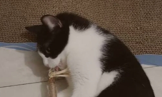 猫咪哮喘是什么引起的