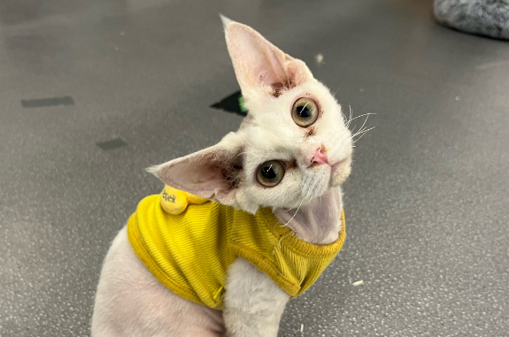 猫咪吃东西就吐怎么办吃什么药 猫咪吃东西就吐怎么办吃什么药