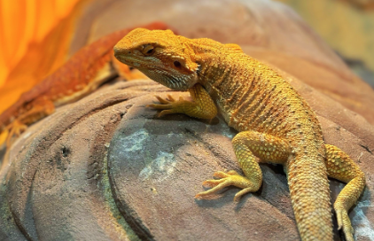 异宠饲养兴起:不用遛弯和陪伴,晒朋友圈有面子 异宠饲养兴起:不用遛弯和陪伴,晒朋友圈有面子