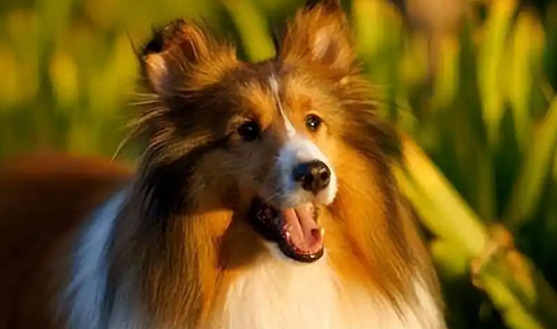 喜乐蒂牧羊犬：高温来袭，耐热短板尽显