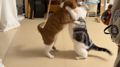 俩猫打架又握手言和。网友:猫式相扑 俩猫打架又握手言和。网友:猫式相扑