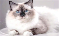 猫胰腺炎痊愈后饮食需要长期控制吗