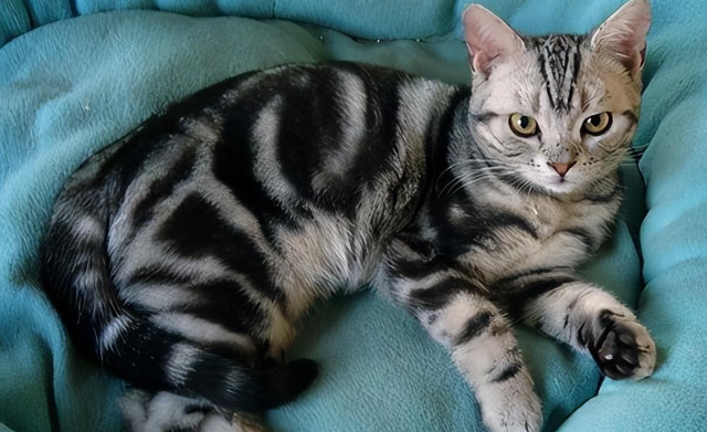 美国短毛猫:从农场捕鼠者到宠物文化符号 美国短毛猫:从农场捕鼠者到宠物文化符号