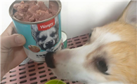 哪个狗罐头好？顽皮鲜肉罐头，守护狗狗健康的美味选择