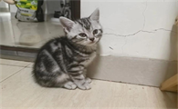 猫咪换环境晚上一直叫怎么办啊