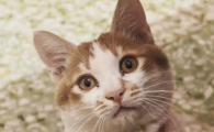 如何防止公猫到处撒尿