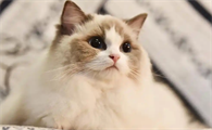 慢性猫胰腺炎和急性的有什么区别