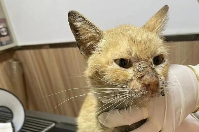 猫黄疸死的时候是什么样的 猫黄疸死的时候是什么样的