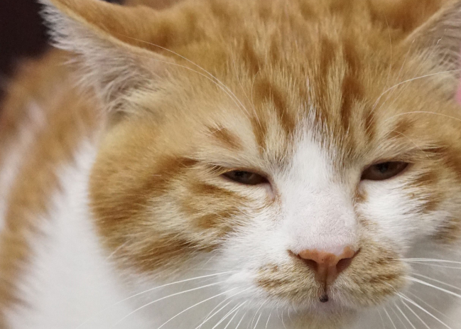 猫眼睛睁不开出现白膜 猫眼睛睁不开出现白膜