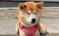 狗狗一直转圈圈咬尾巴是怎么回事