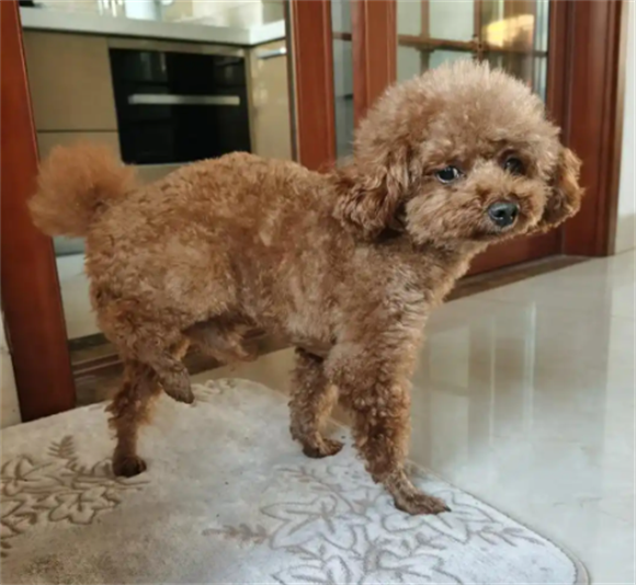 宠物狗腿突然瘸了是怎么了没有外伤 宠物狗腿突然瘸了是怎么了没有外伤