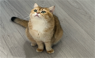 猫咪生化10项都查什么项目