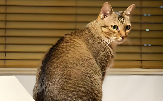 雀猫是国家二级保护动物吗?一文帮你搞清楚 雀猫是国家二级保护动物吗?一文帮你搞清楚