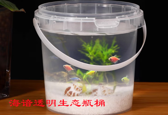 海谙透明生态瓶桶:指尖上的微型生态秘境 海谙透明生态瓶桶:指尖上的微型生态秘境