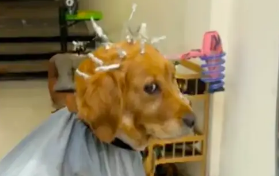 起猛了！看到一只狗在理发店烫头发呢！