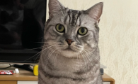猫一顿饭多久消化