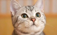 猫炎症性肠道疾病