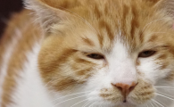 猫眼睛睁不开出现白膜