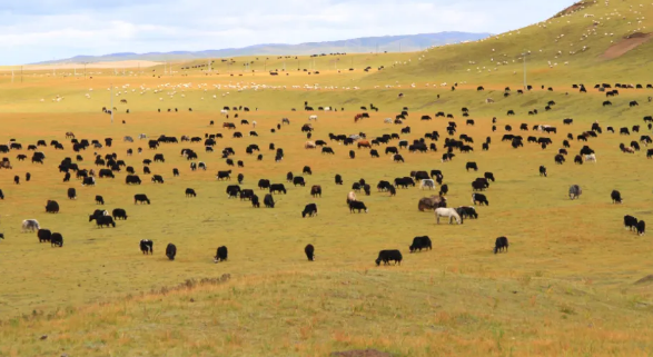 天峻黑牦牛从高原走向世界 天峻黑牦牛从高原走向世界