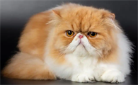 肥胖会增加猫患胰腺炎的风险吗