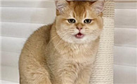猫哼哼是什么情况