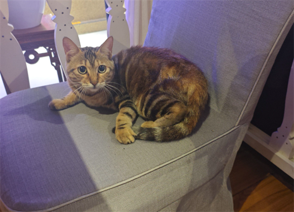 猫咪舔爪子是什么意思啊