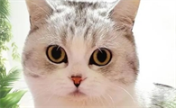 猫爱生气容易生病吗