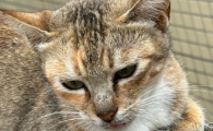 如何正确给猫铲屎的方法