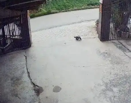 养了30多年的鳄龟被过路司机抱走,主人恳求“不要杀它” 养了30多年的鳄龟被过路司机抱走,主人恳求“不要杀它”