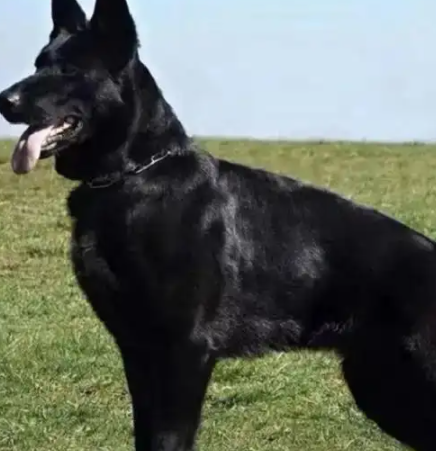 德国牧羊犬什么颜色价值最高？这三种毛色一犬难求