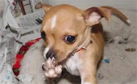 狗狗舔爪子正常吗