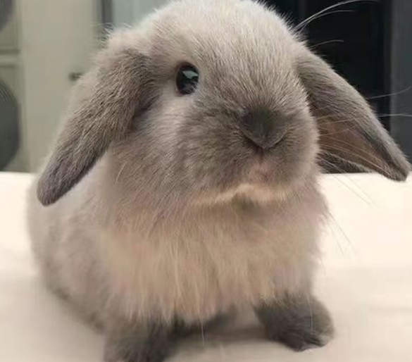 茶杯兔,萌宠界的“袖珍精灵” 茶杯兔,萌宠界的“袖珍精灵”