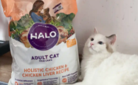 猫粮大袋推荐：自然光环10磅大包装，科学喂养的安心之选