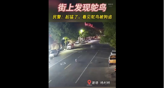 百公斤鸵鸟夜逃闯祸!杭州车主清晨发现爱车引擎盖现大坑 百公斤鸵鸟夜逃闯祸!杭州车主清晨发现爱车引擎盖现大坑