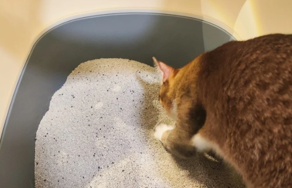便宜实惠的猫砂就认网易严选!性价比实测,铲屎官省钱攻略大公开 便宜实惠的猫砂就认网易严选!性价比实测,铲屎官省钱攻略大公开