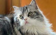 小猫哈人是什么原因