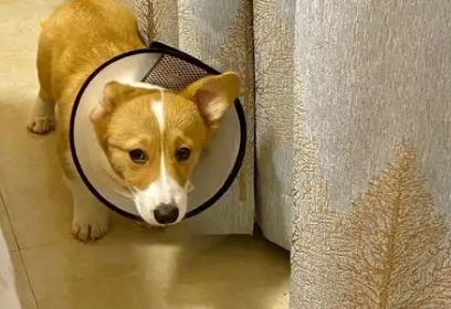 狗狗舔了碘伏中毒症状 狗狗舔了碘伏中毒症状