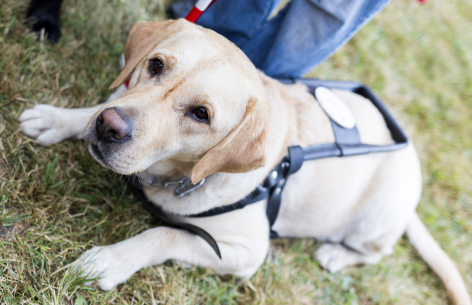 国际狗狗基金会:跨国救援行动与流浪犬福利改善之路 国际狗狗基金会:跨国救援行动与流浪犬福利改善之路