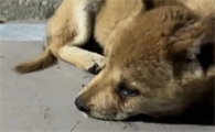 狗狗犬瘟热会自愈吗
