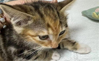 猫关节炎如何治疗