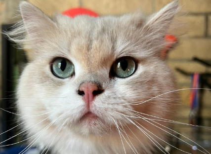 猫尿失禁的原因 猫尿失禁的原因
